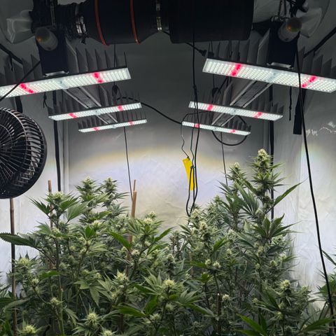 Wedding Cake growlog timeline photo