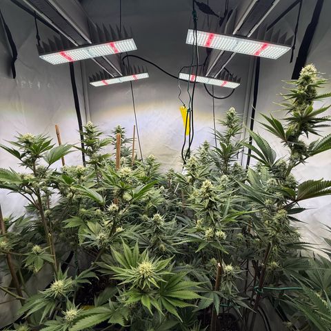 Wedding Cake growlog timeline photo