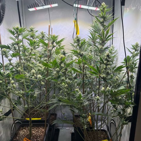 Wedding Cake growlog timeline photo