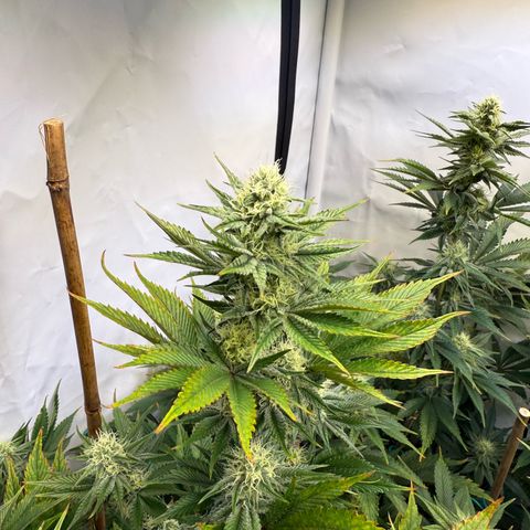 Wedding Cake growlog timeline photo