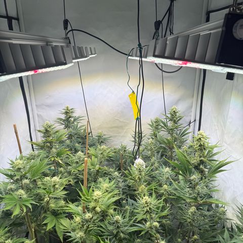 Wedding Cake growlog timeline photo