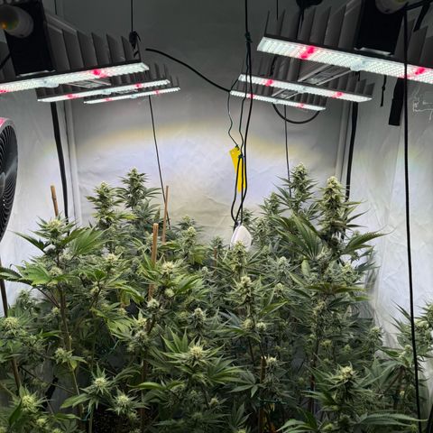 Wedding Cake growlog timeline photo