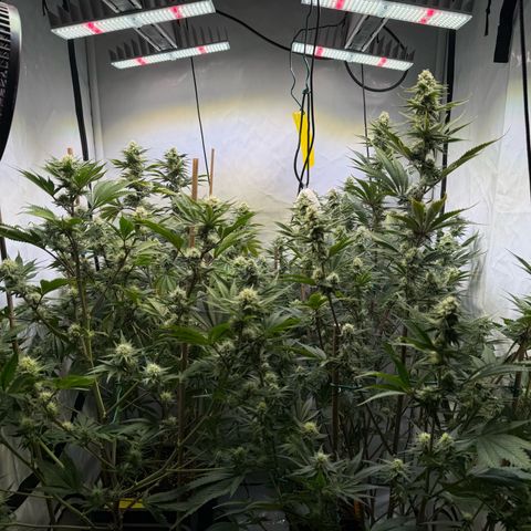 Wedding Cake growlog timeline photo