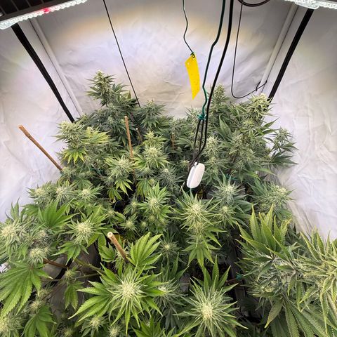 Wedding Cake growlog timeline photo