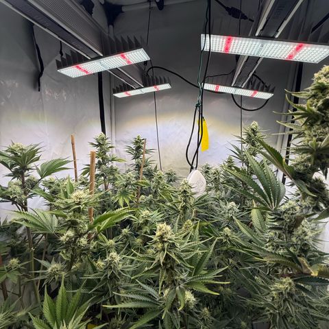 Wedding Cake growlog timeline photo