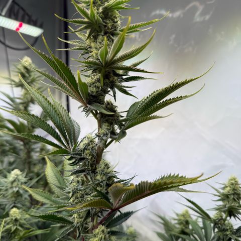 Wedding Cake growlog timeline photo