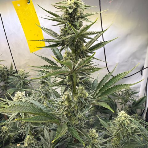 Wedding Cake growlog timeline photo