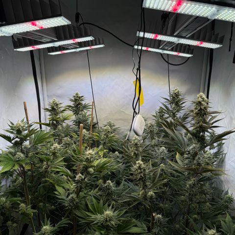 Wedding Cake growlog timeline photo