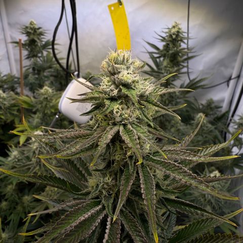 Wedding Cake growlog timeline photo
