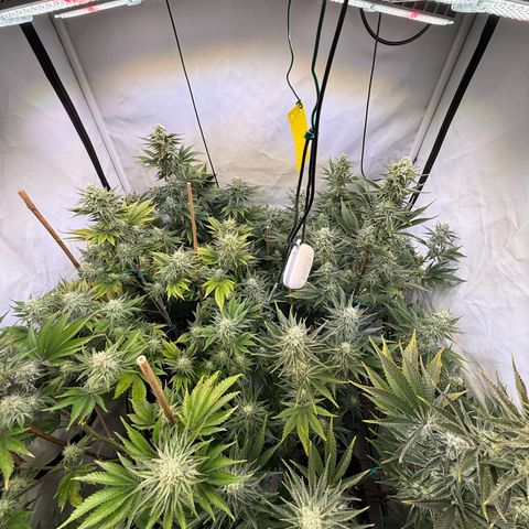 Wedding Cake growlog timeline photo