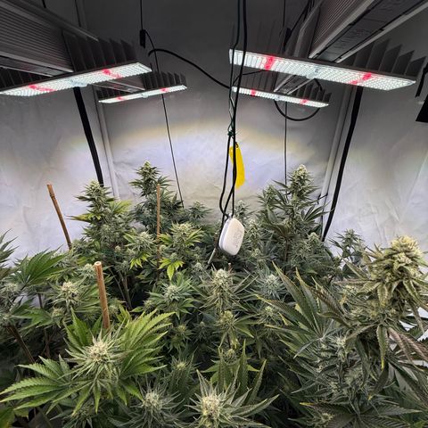Wedding Cake growlog timeline photo