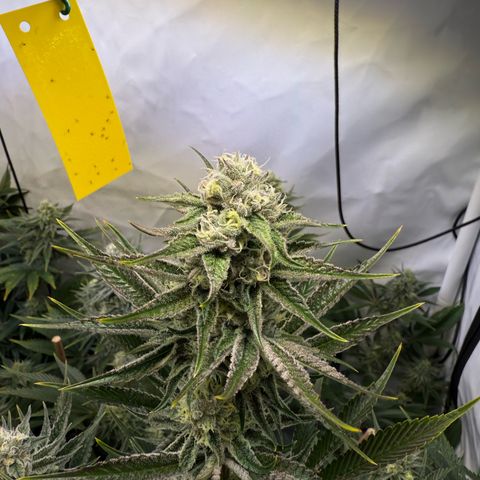 Wedding Cake growlog timeline photo