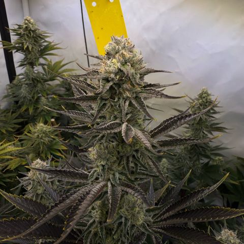 Wedding Cake growlog timeline photo