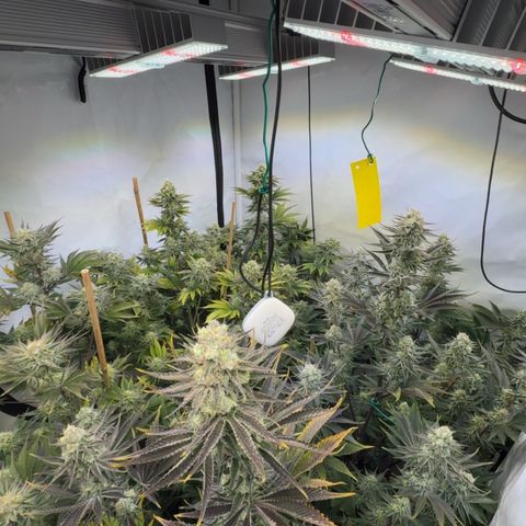 Wedding Cake growlog timeline photo