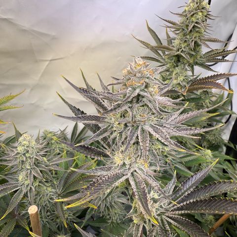 Wedding Cake growlog timeline photo
