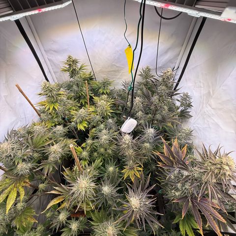 Wedding Cake growlog timeline photo