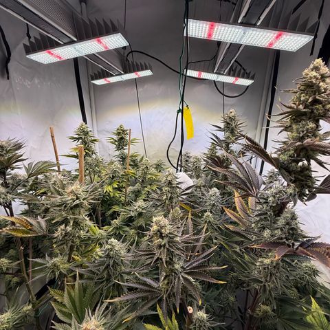Wedding Cake growlog timeline photo
