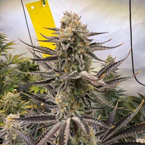 Wedding Cake growlog timeline photo