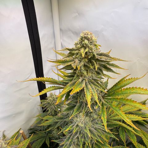 Wedding Cake growlog timeline photo