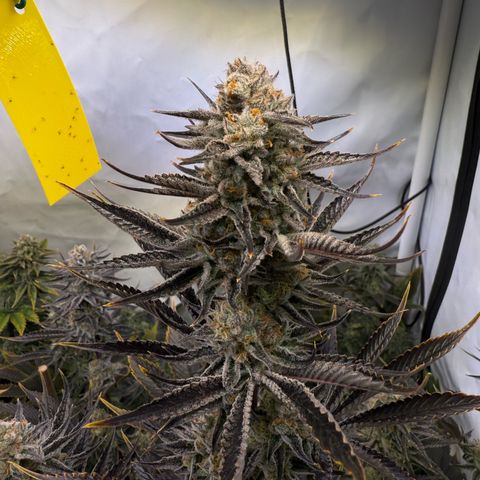 Wedding Cake growlog timeline photo