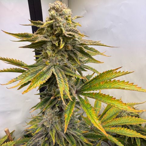 Wedding Cake growlog timeline photo