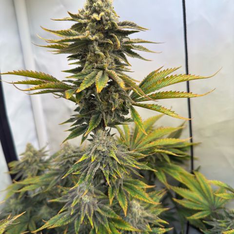 Wedding Cake growlog timeline photo