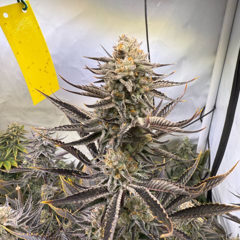 Wedding Cake growlog timeline photo