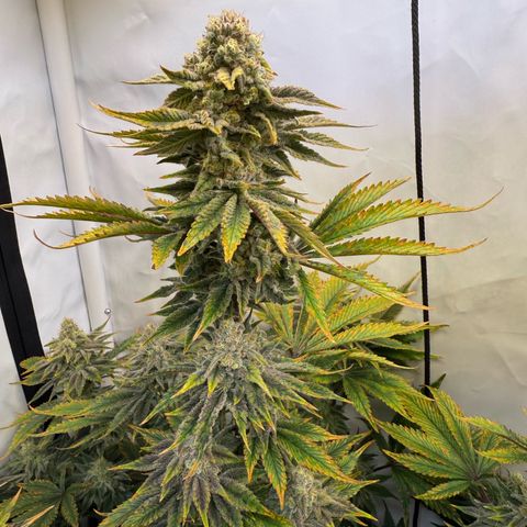 Wedding Cake growlog timeline photo