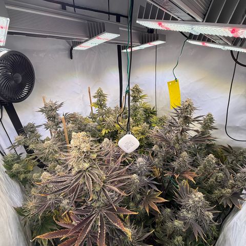 Wedding Cake growlog timeline photo