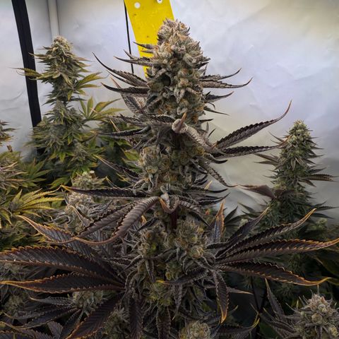 Wedding Cake growlog timeline photo