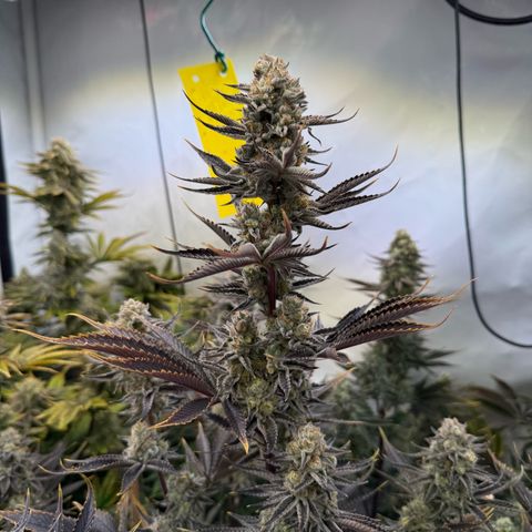 Wedding Cake growlog timeline photo