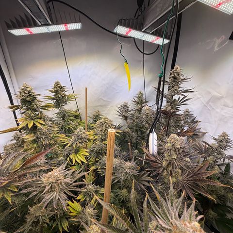 Wedding Cake growlog timeline photo