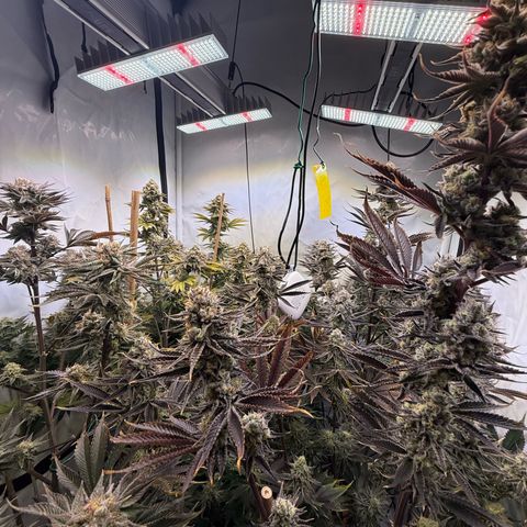Wedding Cake growlog timeline photo