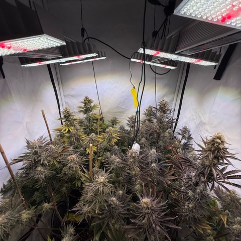 Wedding Cake growlog timeline photo