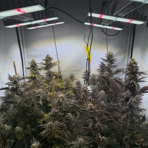 Wedding Cake growlog timeline photo