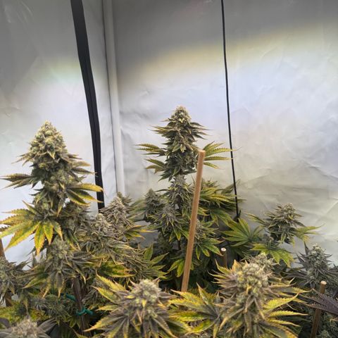 Wedding Cake growlog timeline photo
