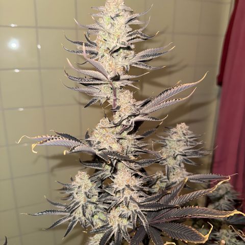 Wedding Cake growlog timeline photo