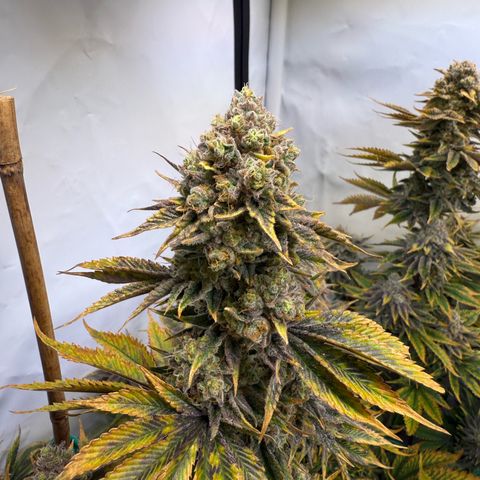 Wedding Cake growlog timeline photo