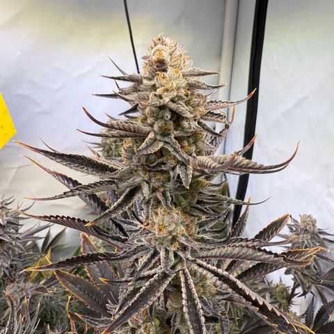 Wedding Cake growlog timeline photo