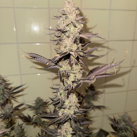 Wedding Cake growlog timeline photo