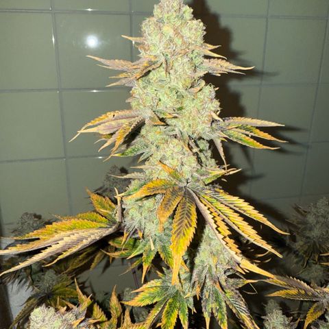 Wedding Cake growlog timeline photo