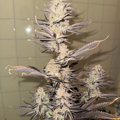 Wedding Cake growlog timeline photo