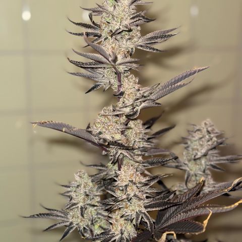 Wedding Cake growlog timeline photo
