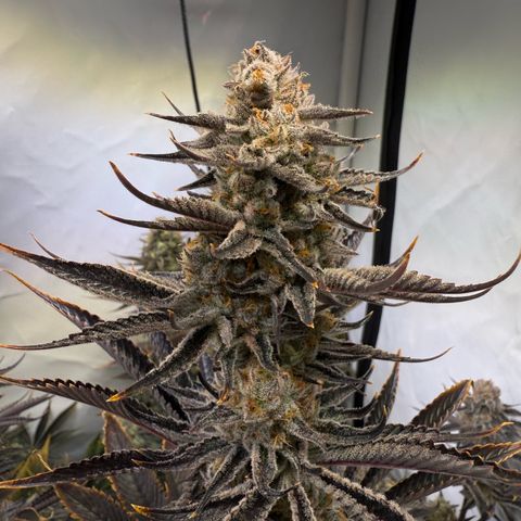 Wedding Cake growlog timeline photo