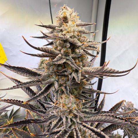 Wedding Cake growlog timeline photo