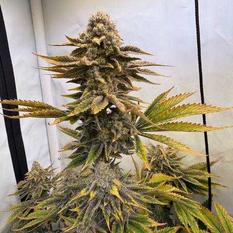 Wedding Cake growlog timeline photo