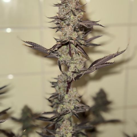 Wedding Cake growlog timeline photo