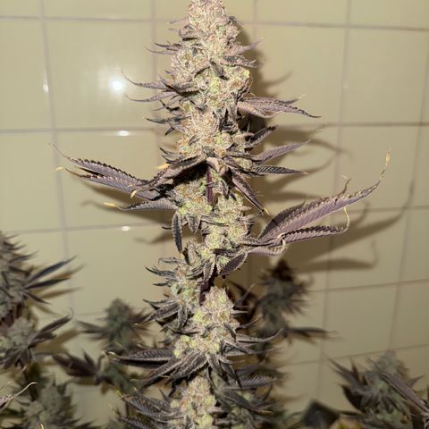 Wedding Cake growlog timeline photo