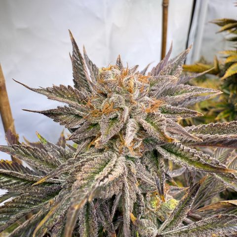 Wedding Cake growlog timeline photo
