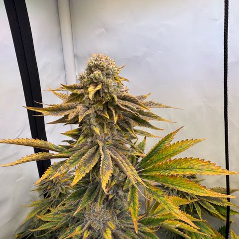 Wedding Cake growlog timeline photo